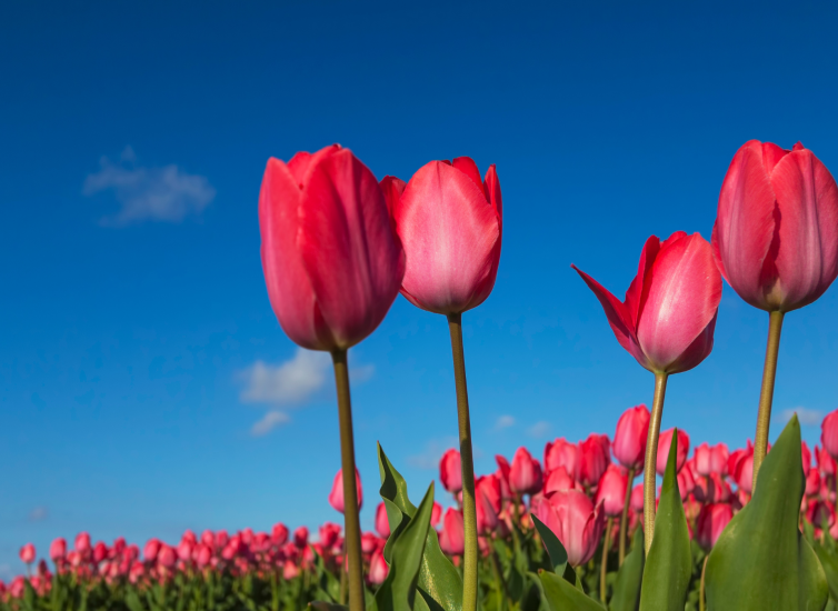 dutch-tulips-countryside