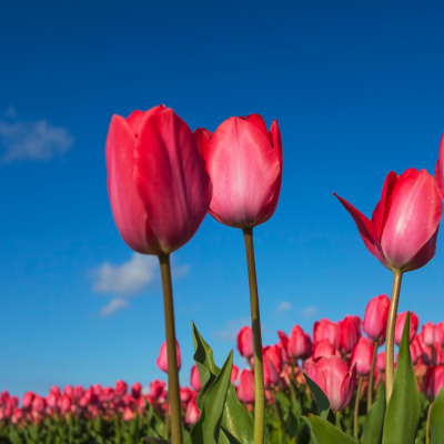 dutch-tulips-countryside