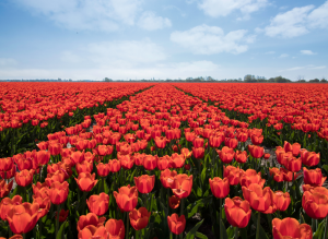 A field of red tulips and blue skies in holland