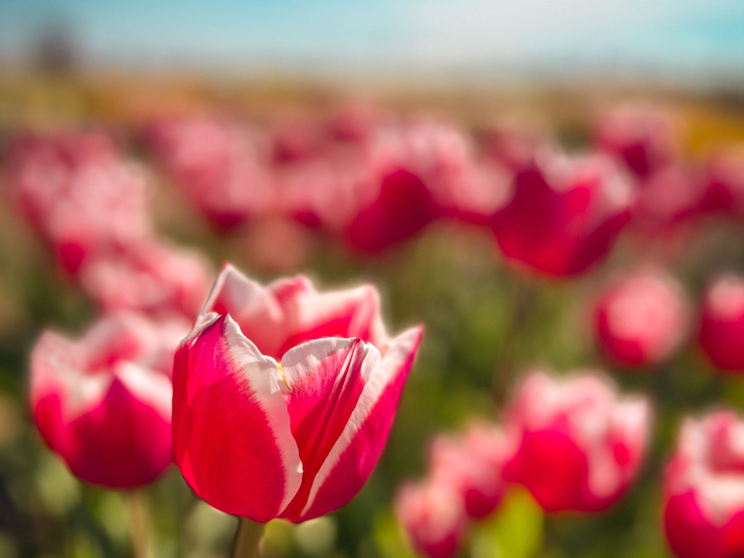 See the Best Blooming Fields of the Week