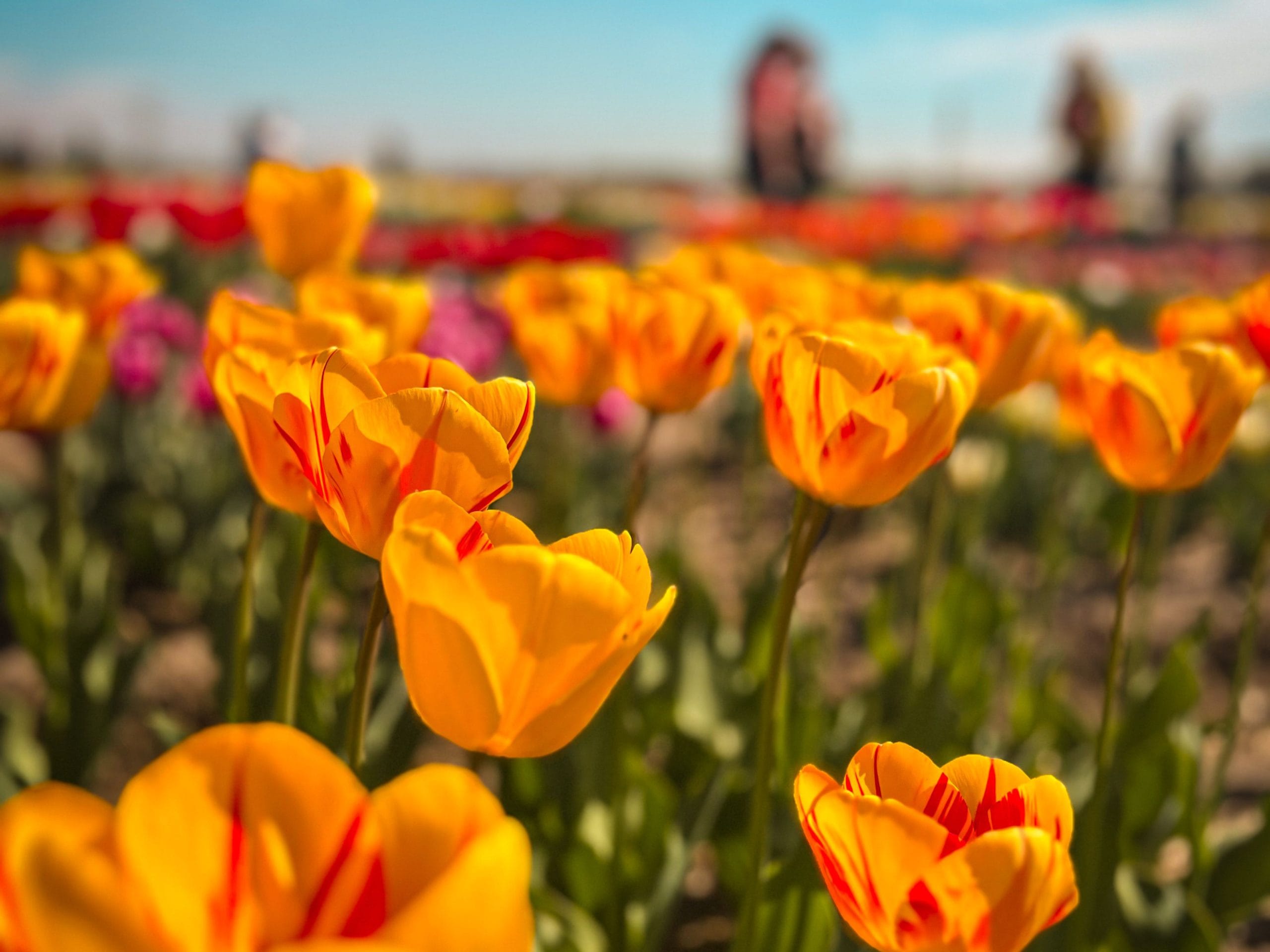 Visit a Local Tulip Farm