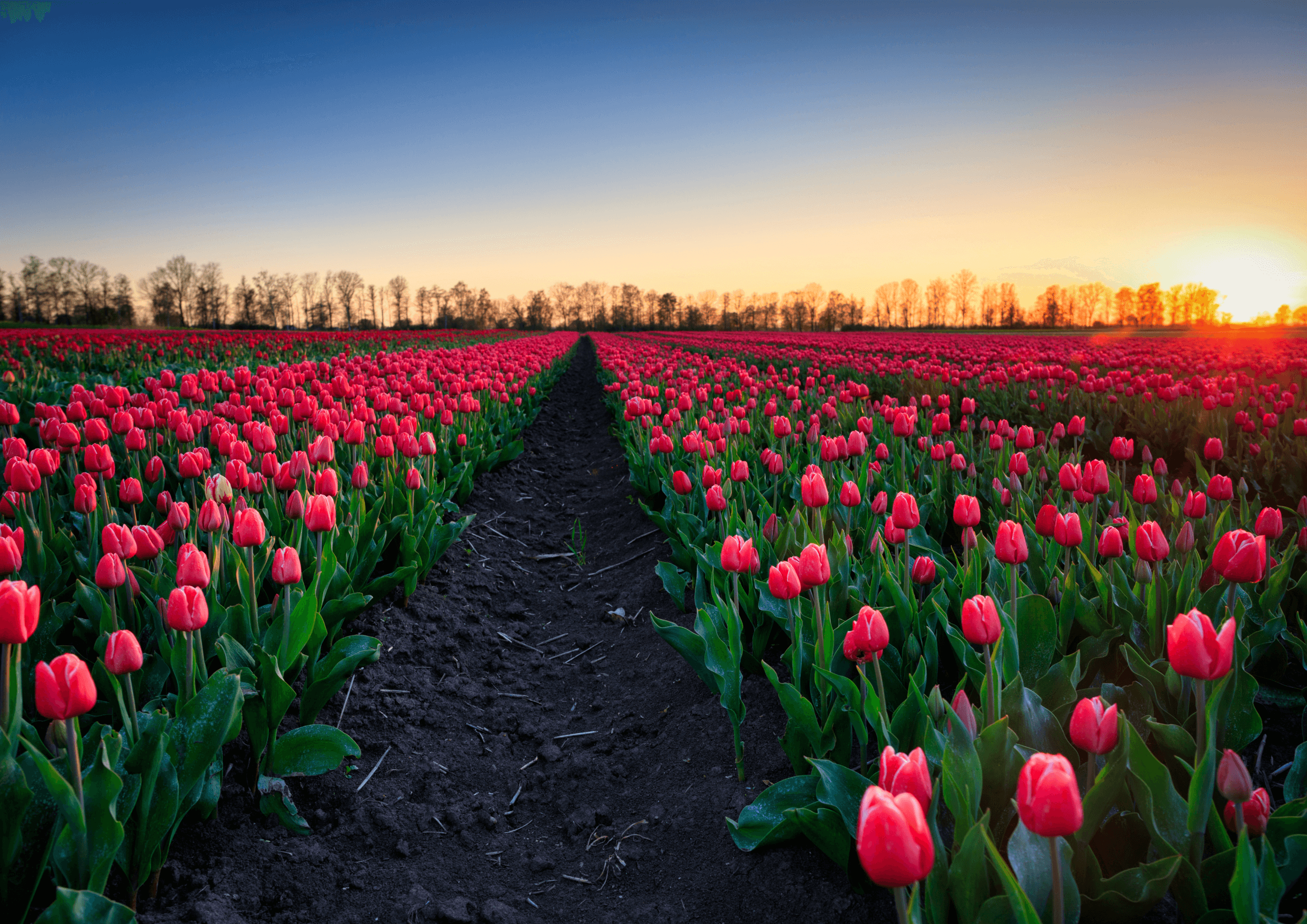 Tulip Fields of Holland Tour by car Fields evening scaled