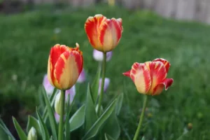 12 Types of Tulips to Look Out for in the Netherlands