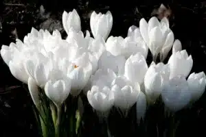 What Flowers Will You See on a Dutch Tulip Tour?