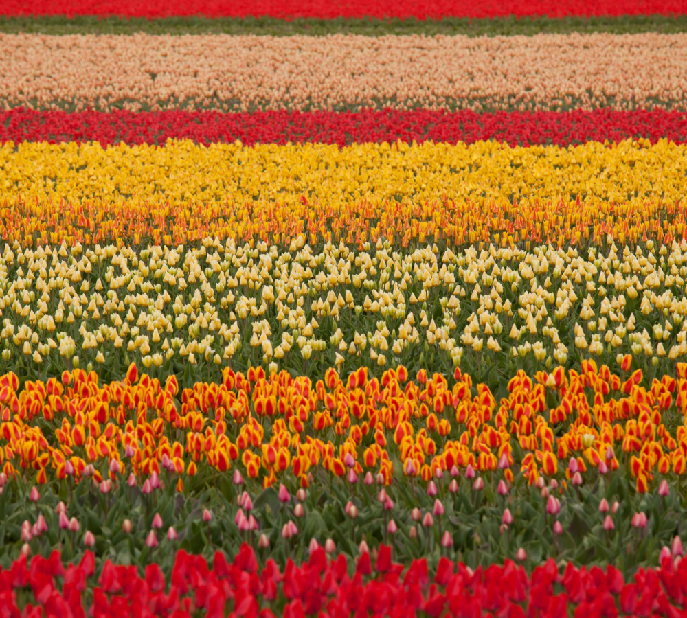 Field of Tulips tour 2 Who IS amsterdam Tours