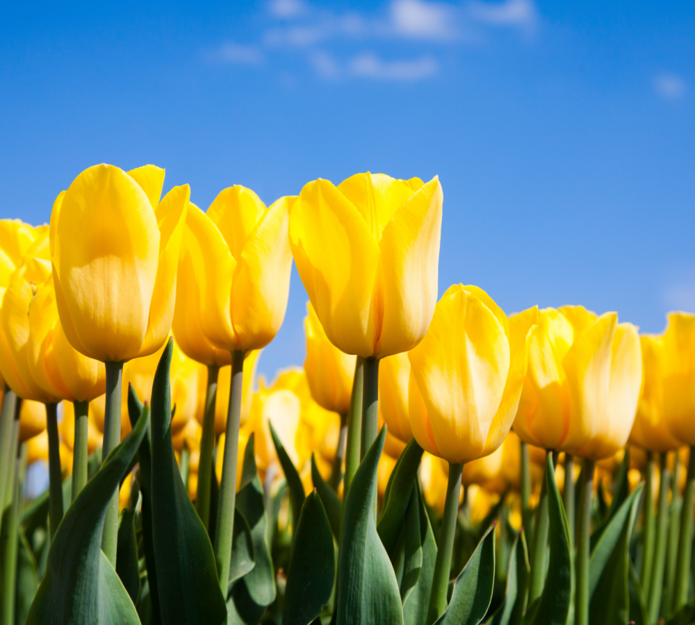 Fields of Tulips Who is Amsterdam Tours tour