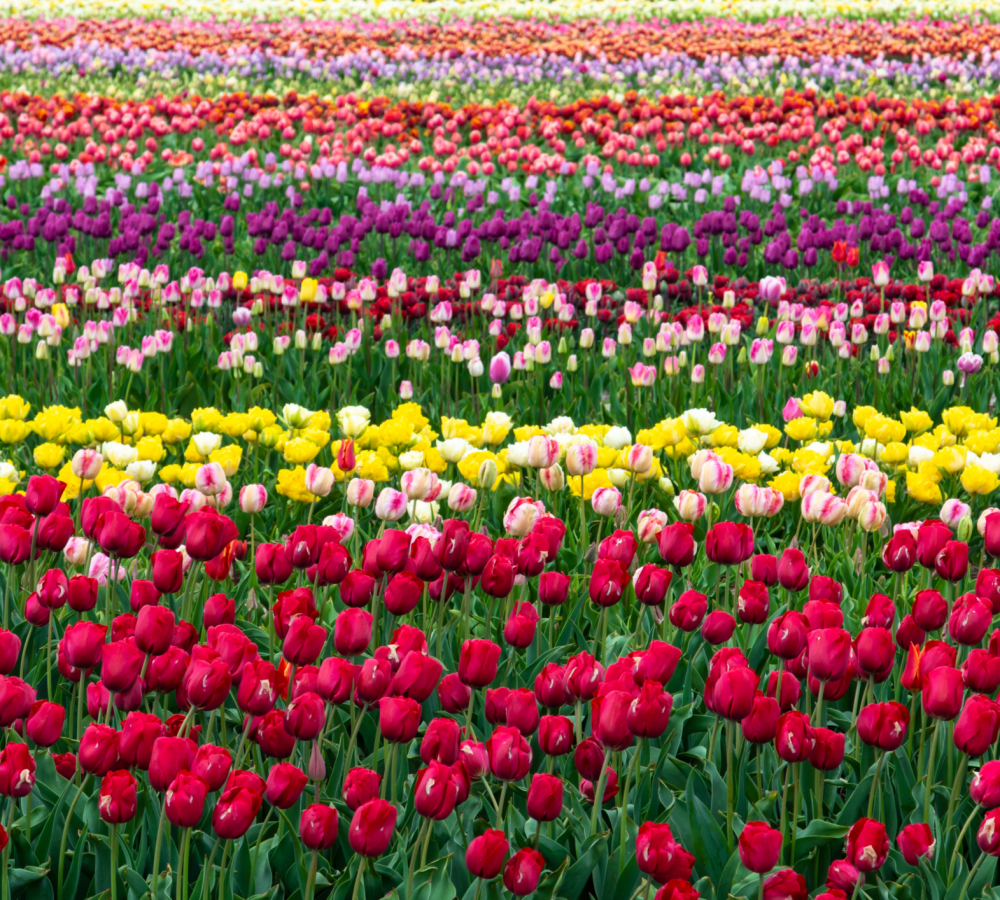 Fields of Tulips tour Who Is Amsterdam Tours