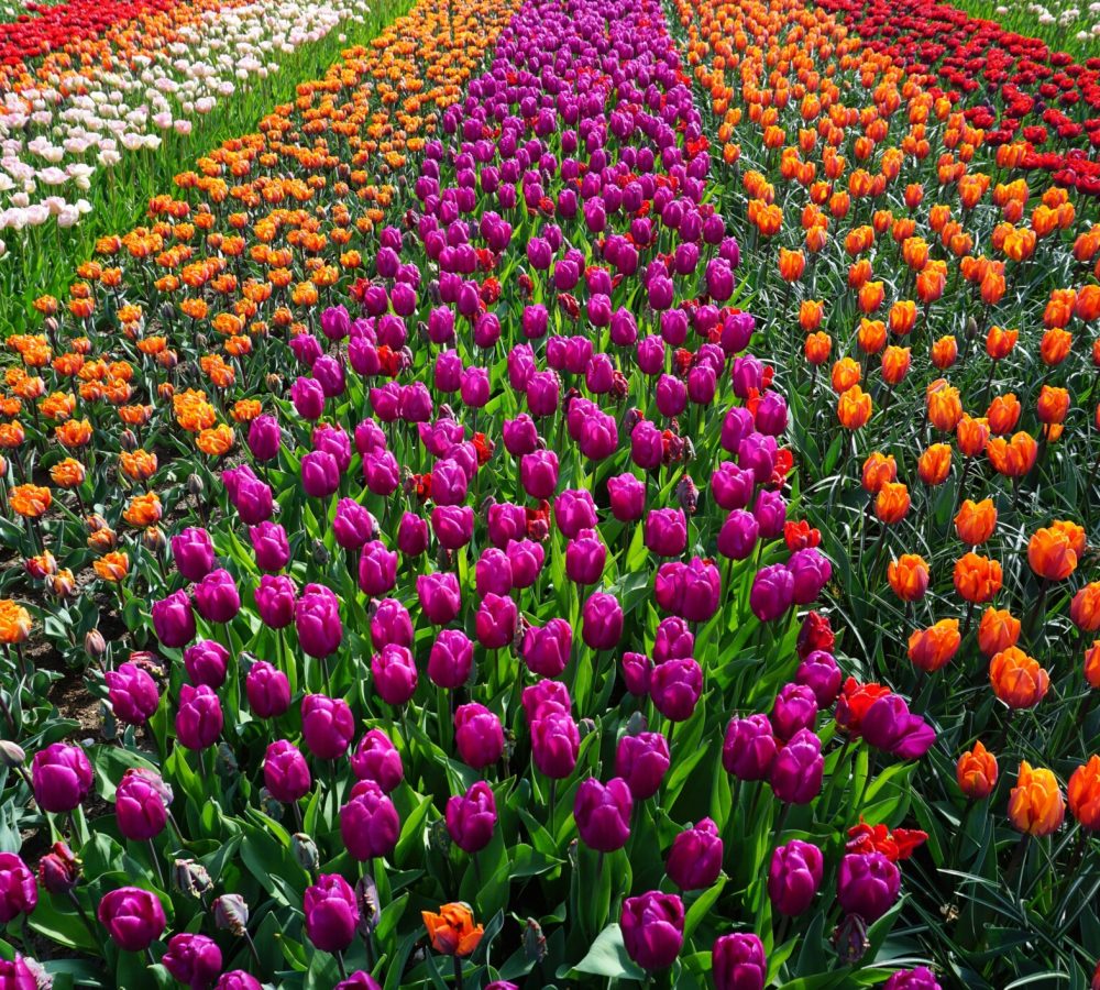 Tulip fields tour who is amsterdam tours fields