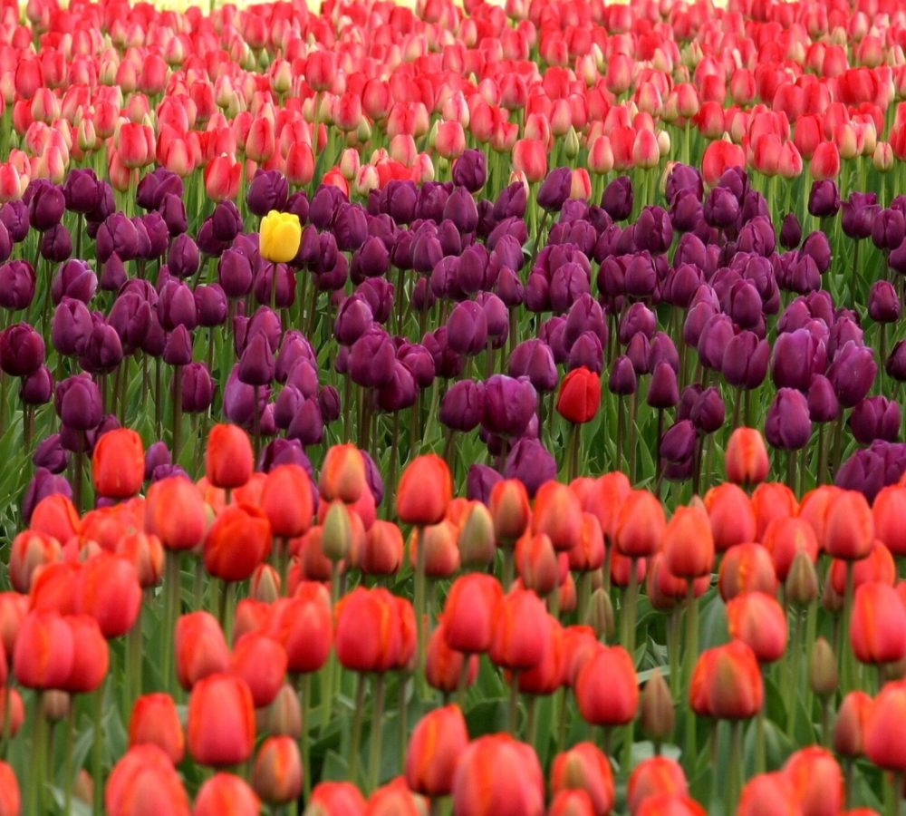 tulip fields tour who is amsterdam tours tulips up close